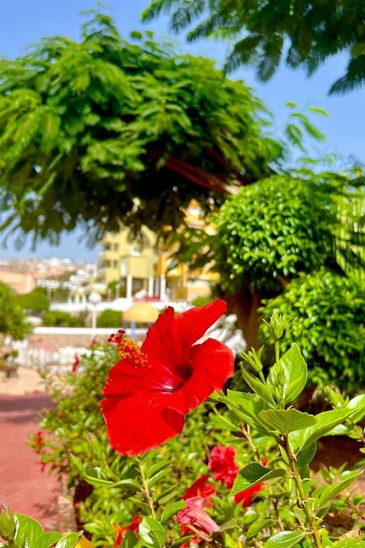 Apartamento Cozy Two Bed Apartment. Costa Adeje  Espanha